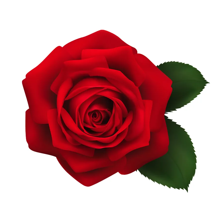 Flowers 586
