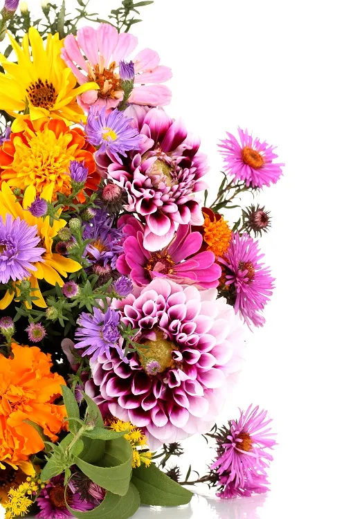 Flowers 232
