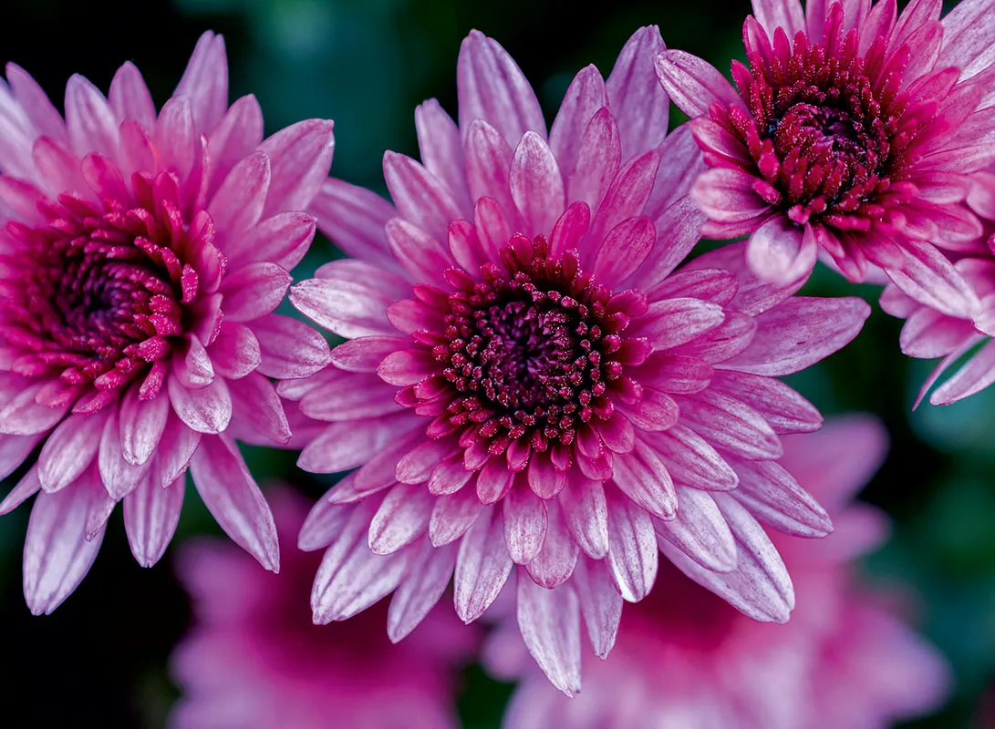 Flowers 378