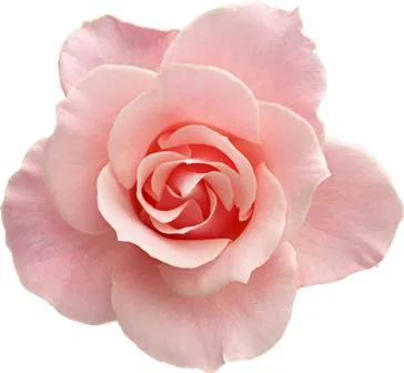 Flowers 097