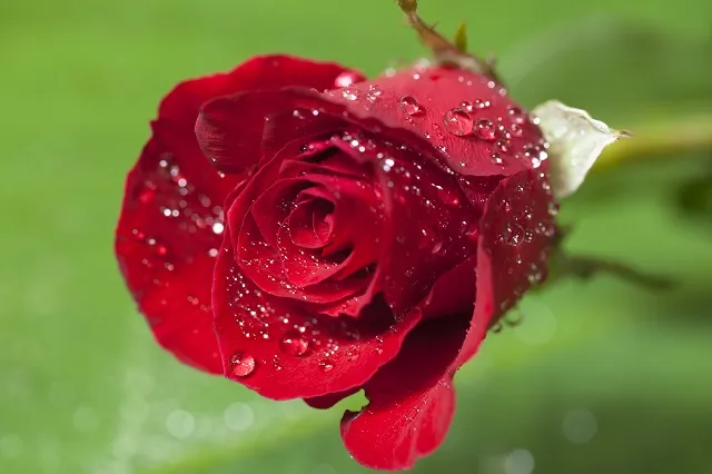 Flowers 292