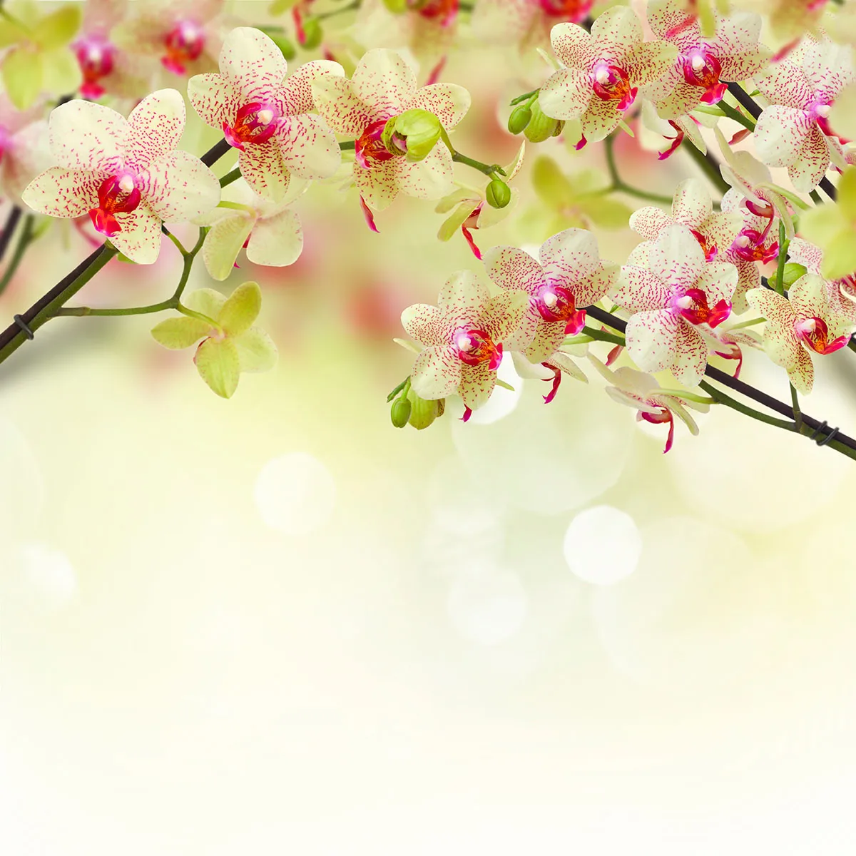 Flowers 420