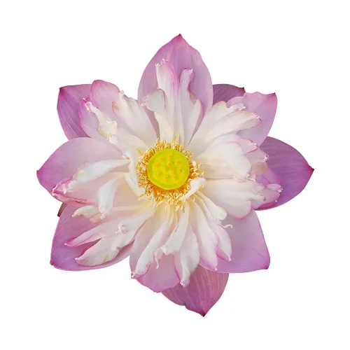 Flowers 263