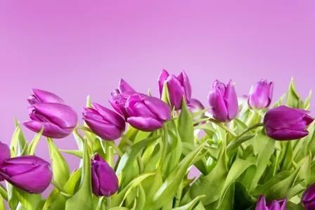 Flowers 185