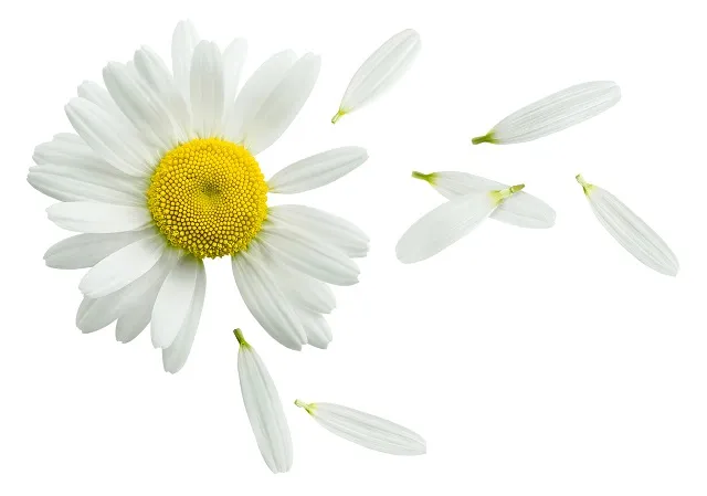 Flowers 293