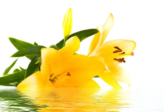 Flowers 167