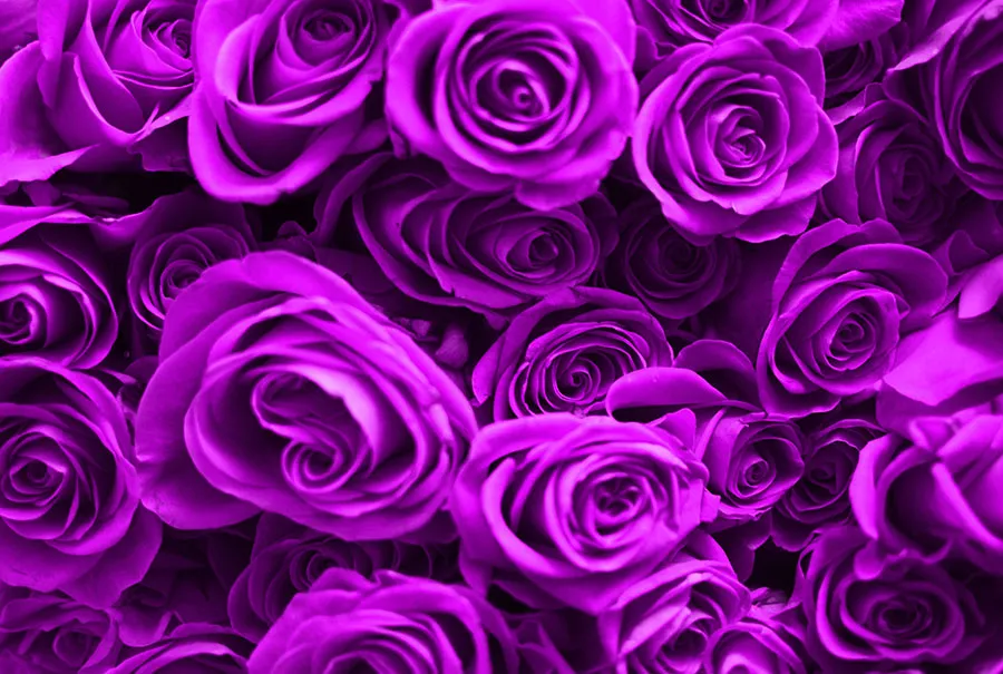 Flowers 567