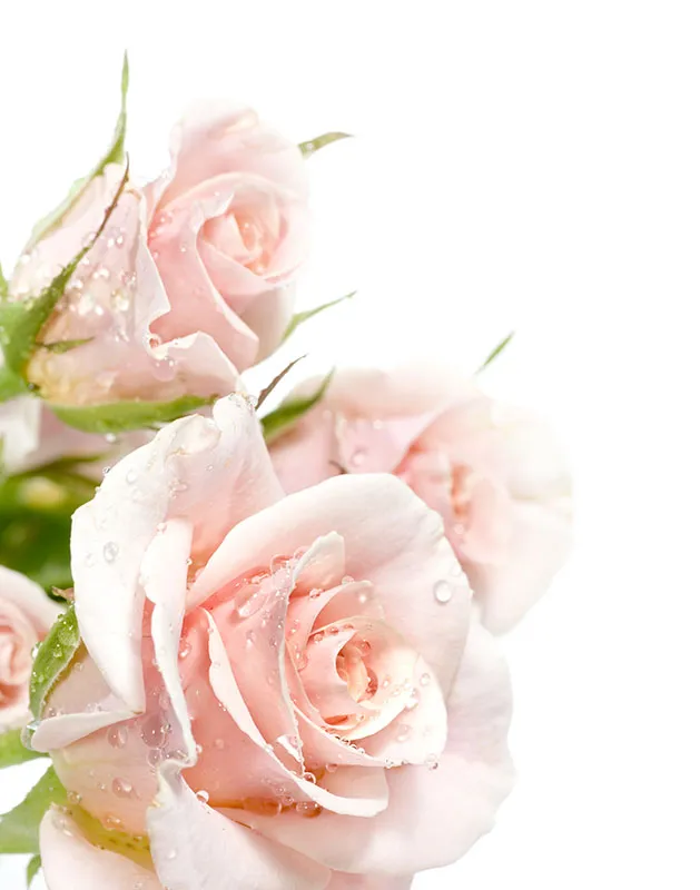 Flowers 409