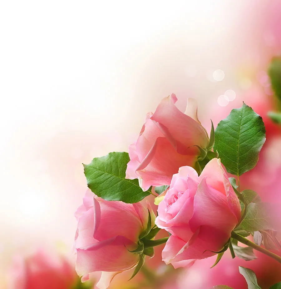 Flowers 519