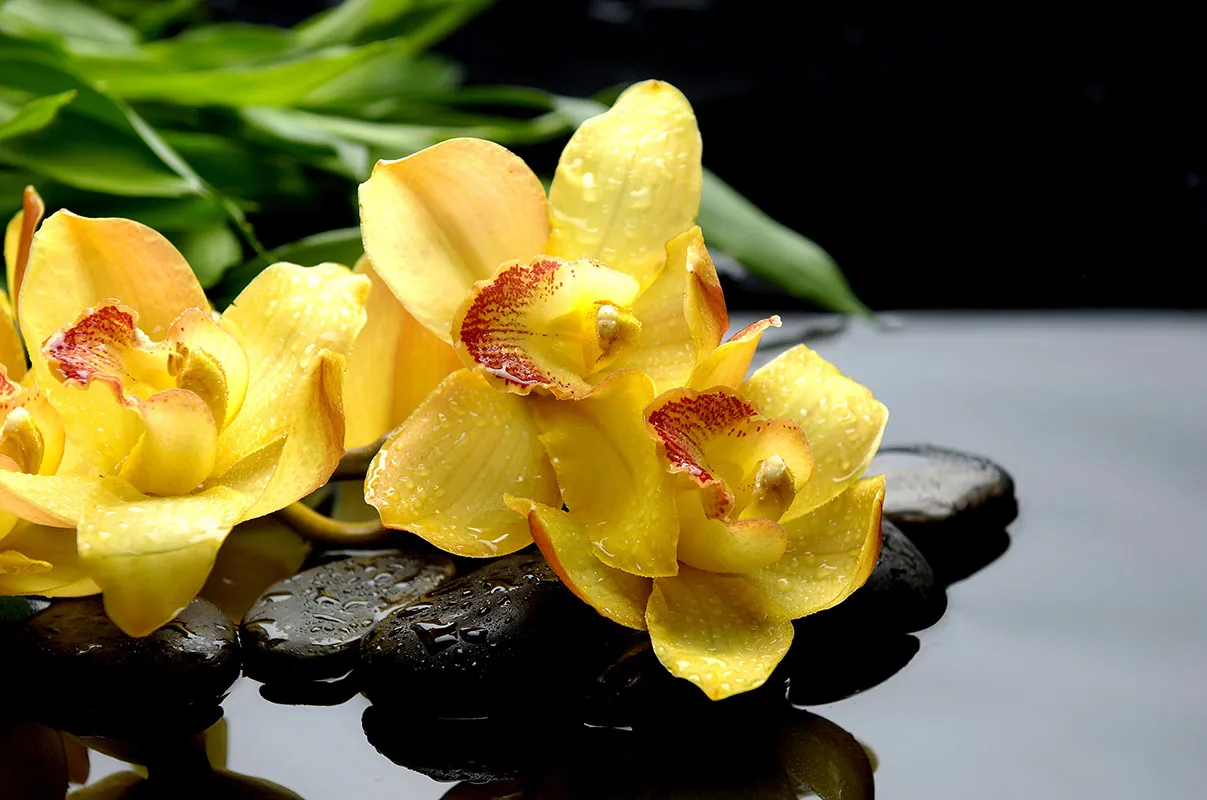 Flowers 362