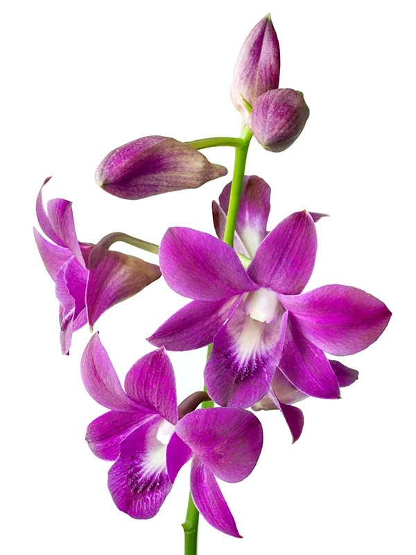 Flowers 500