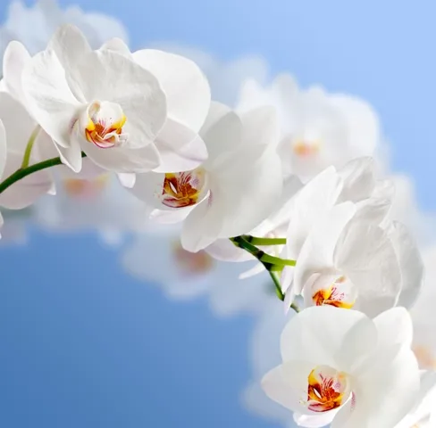 Flowers 050