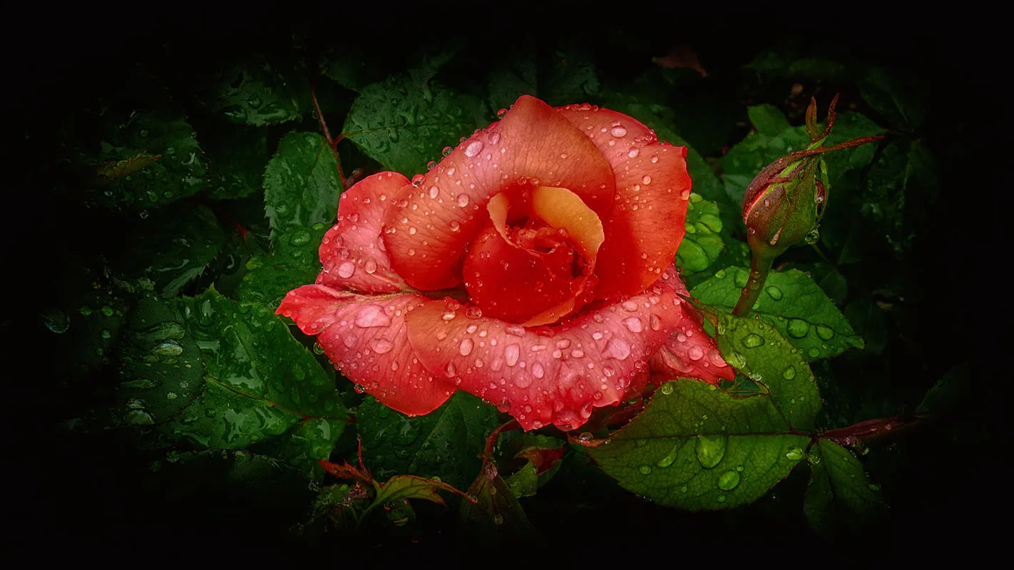 Flowers 392