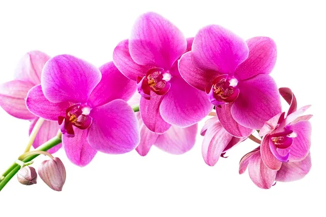 Flowers 270