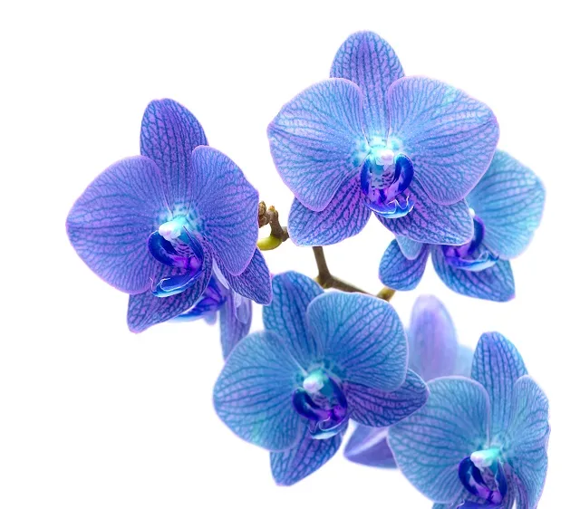 Flowers 326