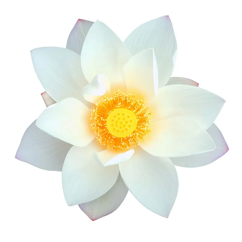 Flowers 487
