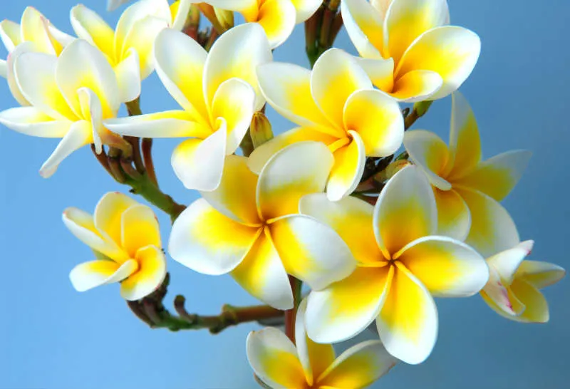 Flowers 249
