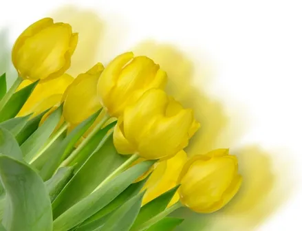 Flowers 177