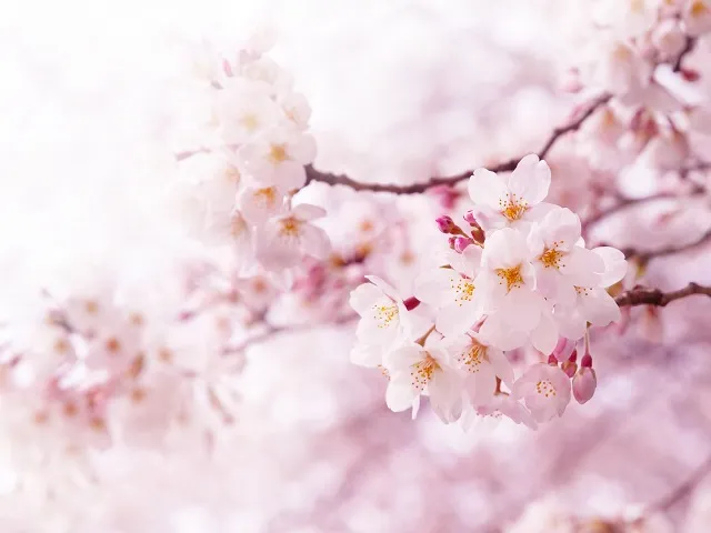 Flowers 298