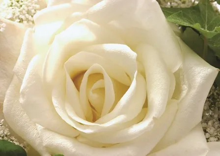 Flowers 103