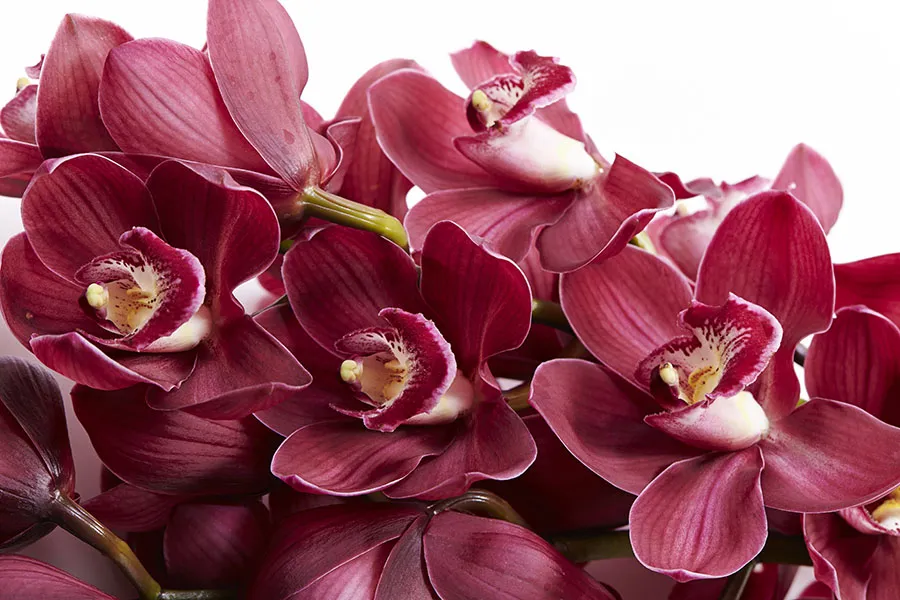 Flowers 563