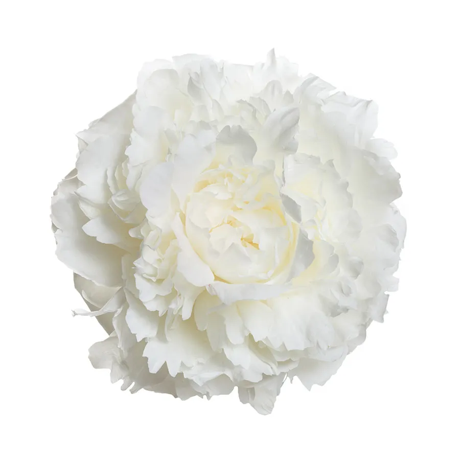 Flowers 583