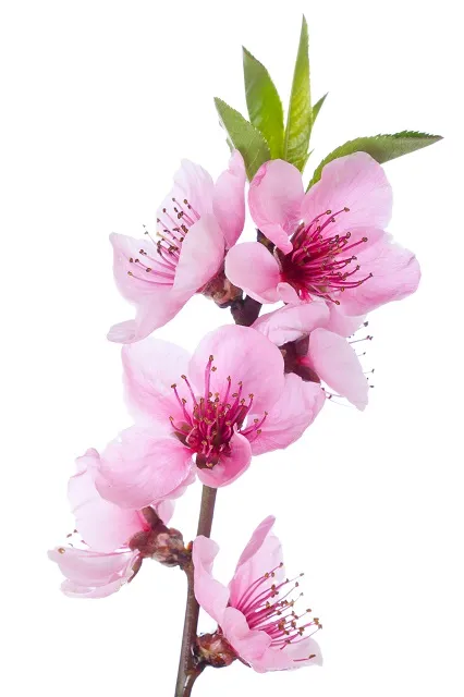 Flowers 233