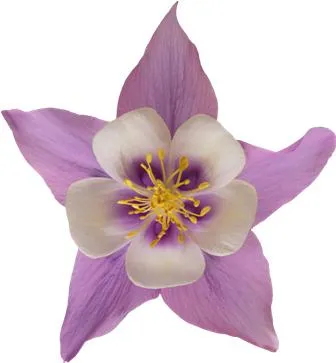 Flowers 123