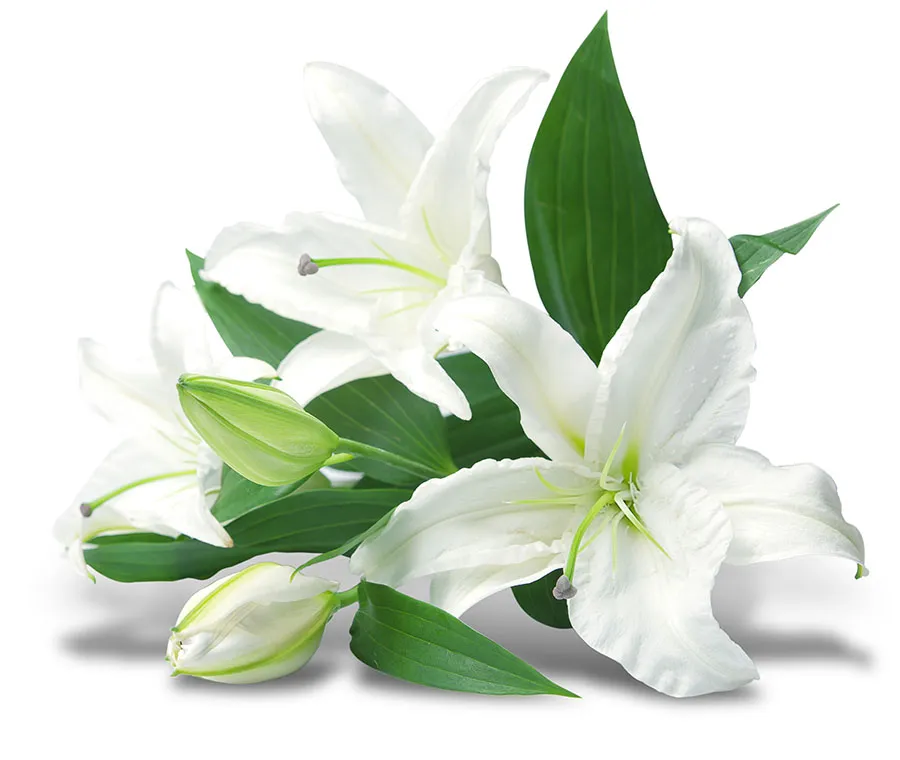 Flowers 558