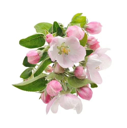 Flowers 312