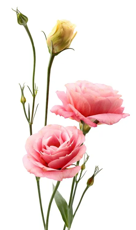 Flowers 234
