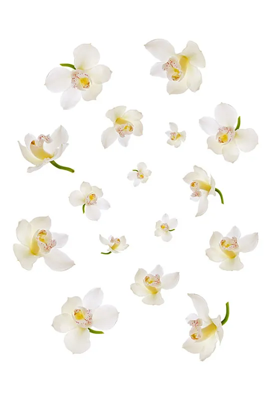 Flowers 357