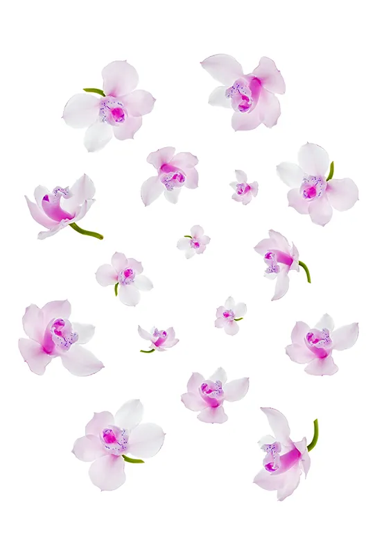 Flowers 358