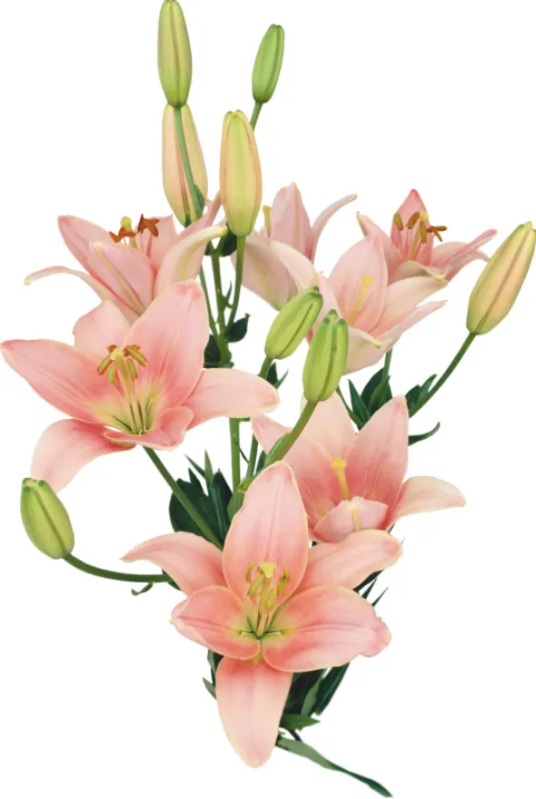Flowers 434
