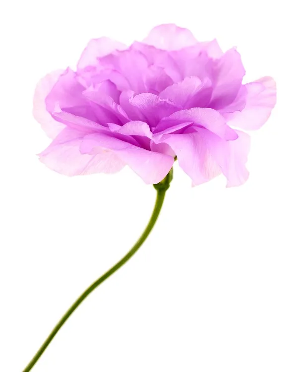 Flowers 238