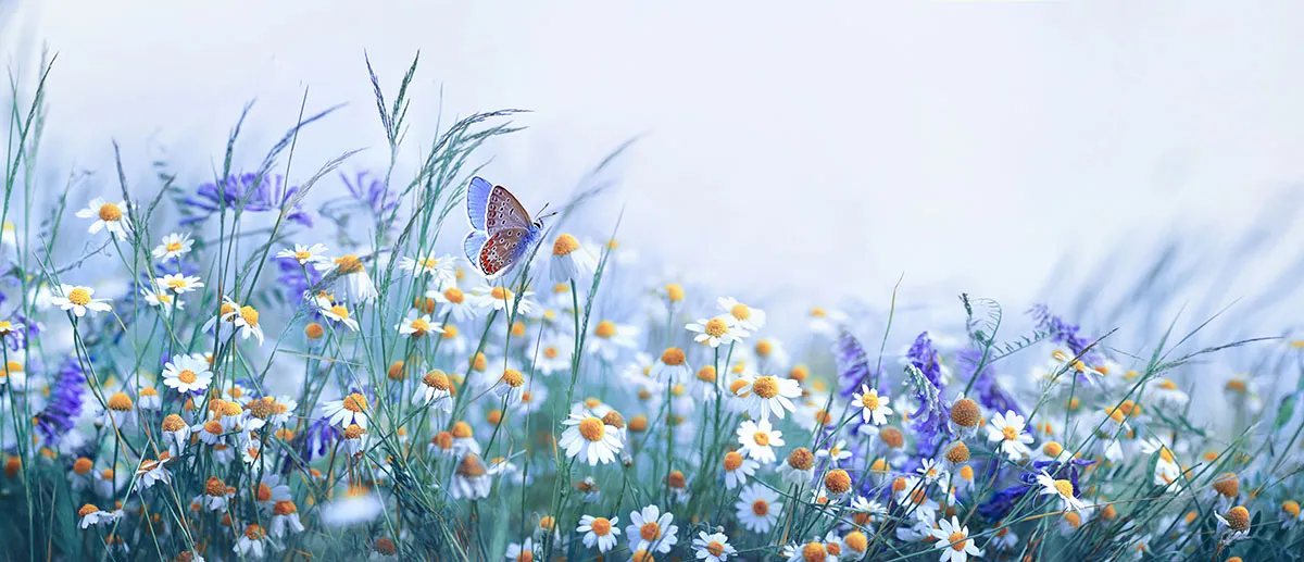 Flowers 535