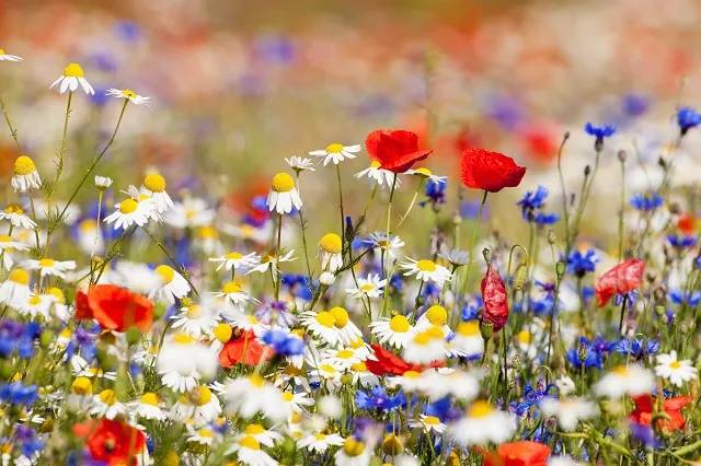 Flowers 317