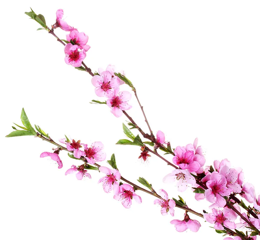 Flowers 496