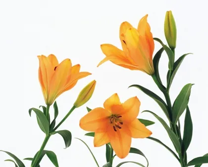 Flowers 156