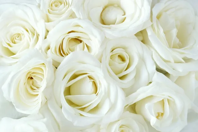Flowers 087