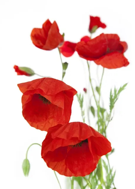 Flowers 255