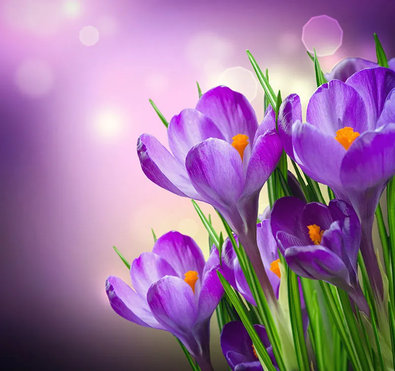Flowers 444