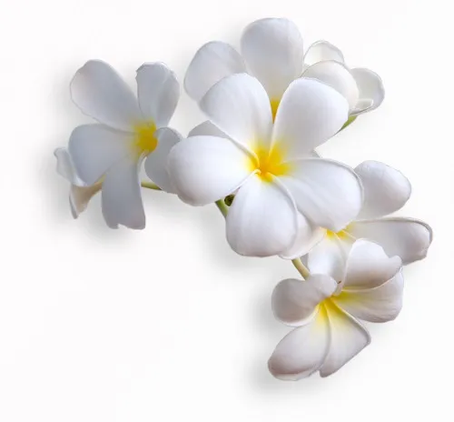 Flowers 275