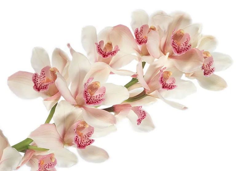 Flowers 408