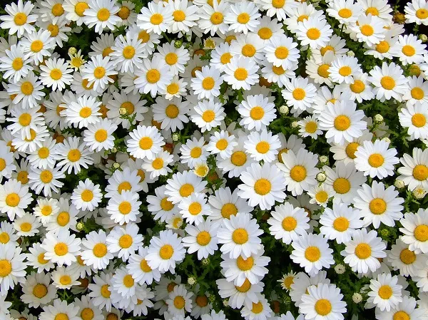 Flowers 197