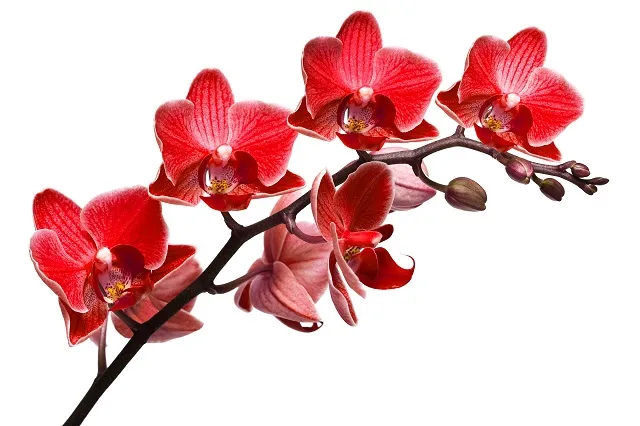Flowers 034
