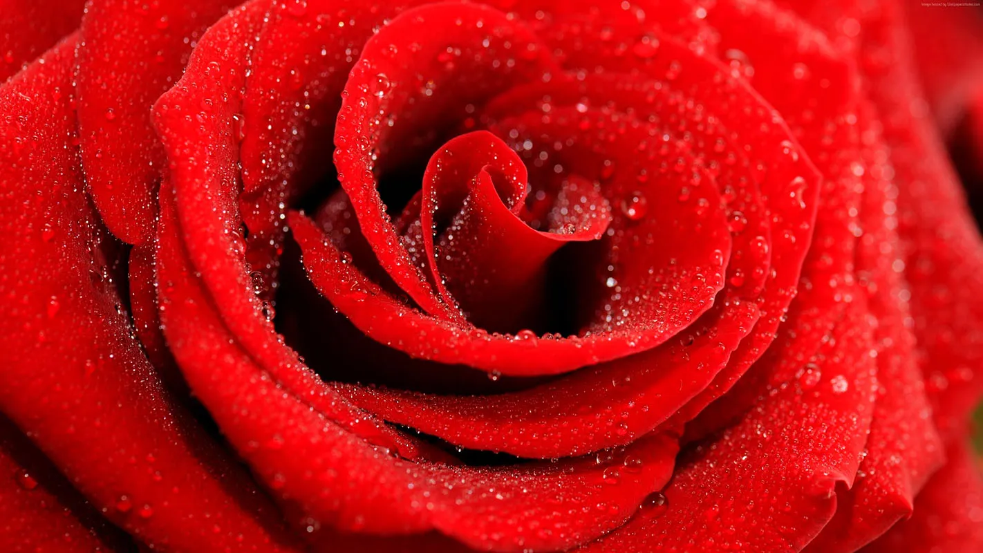 Flowers 399
