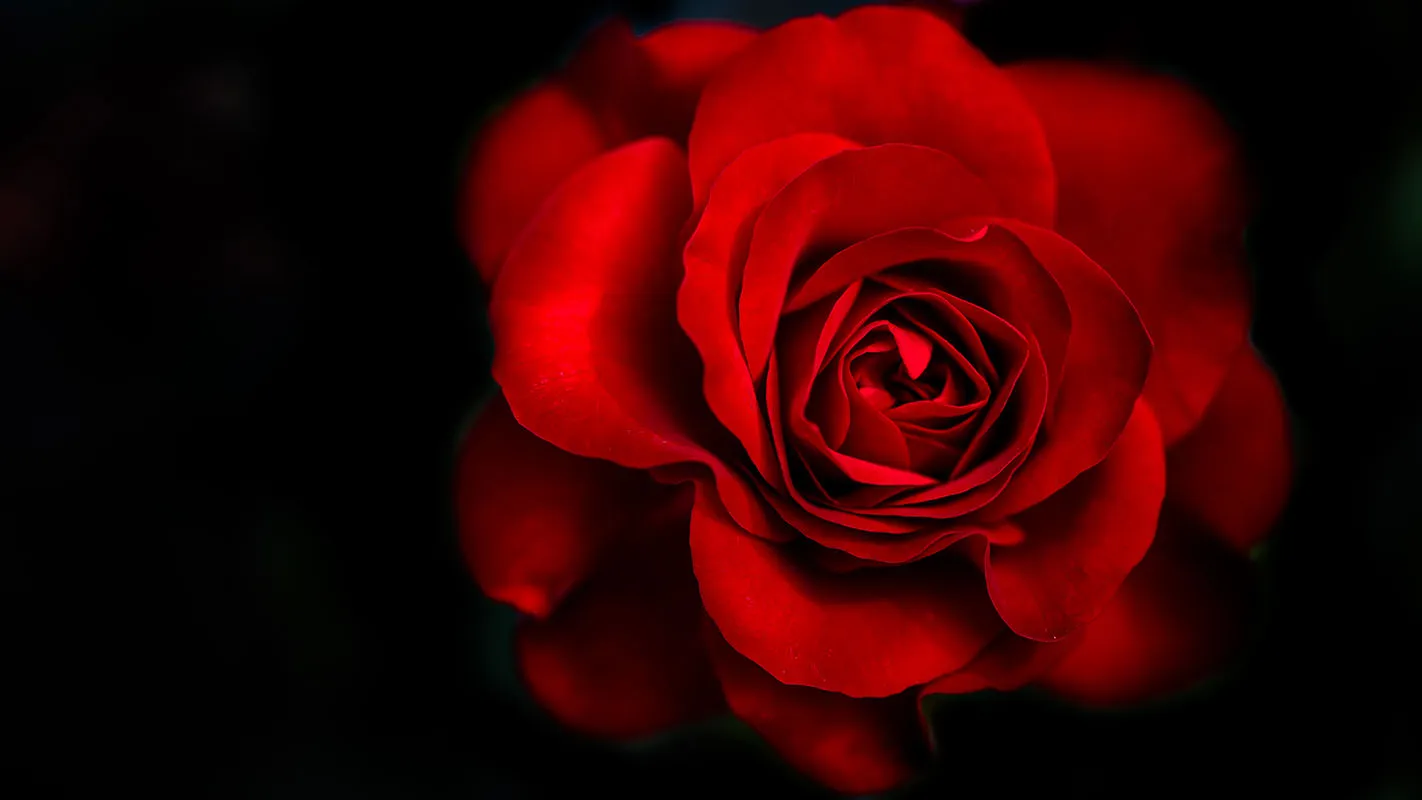 Flowers 397