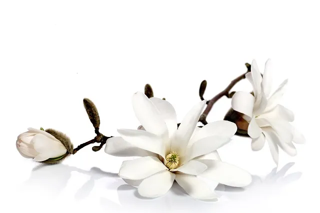 Flowers 287