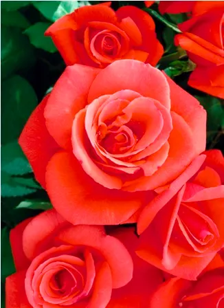 Flowers 075